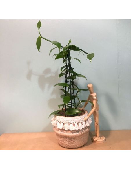 orchidée vanille d12