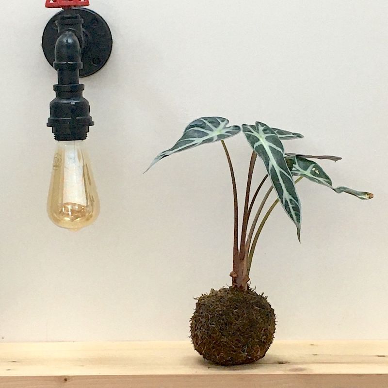 Kokedama alocasia polly kurama 2