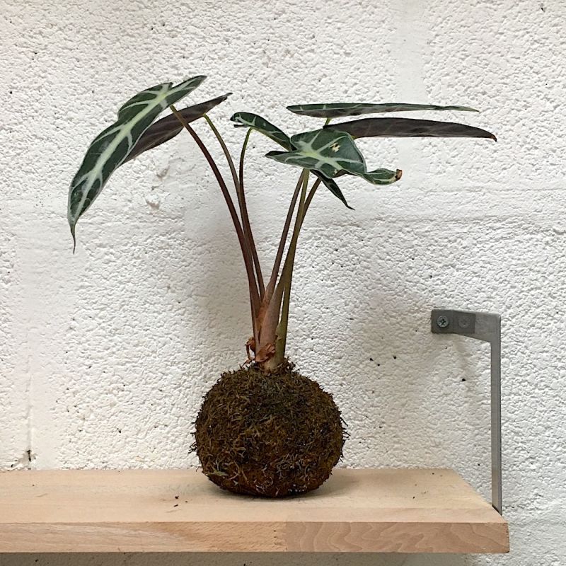 Kokedama alocasia polly kurama