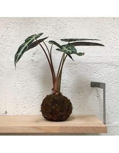 Kokedama alocasia polly kurama