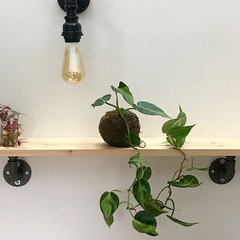 Kokedama philodendron kurama 2