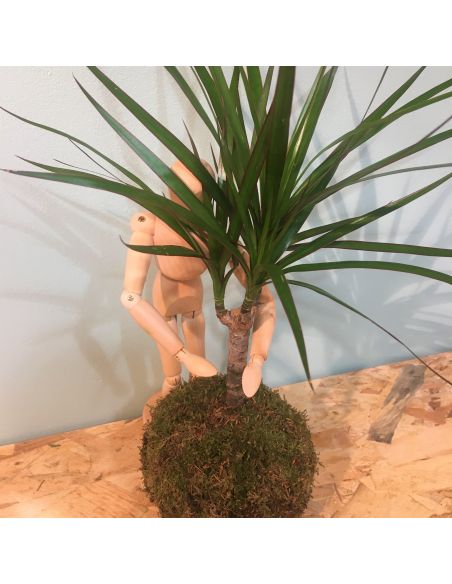 kokedama dracena