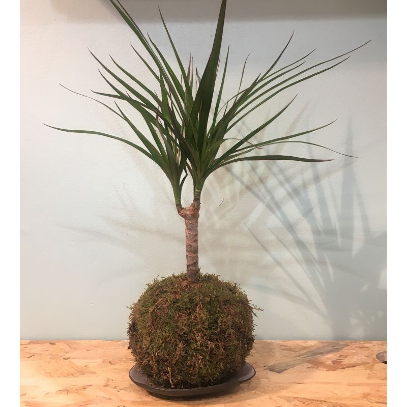 kokedama dracena