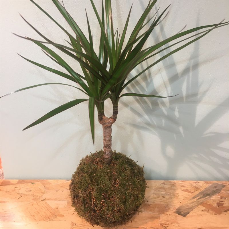 kokedama dracena 2