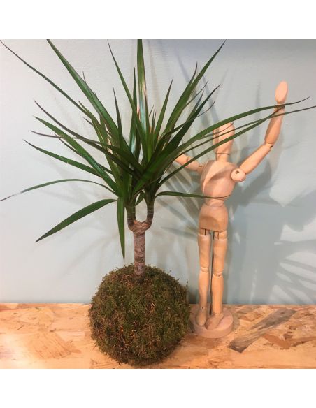 kokedama dracena