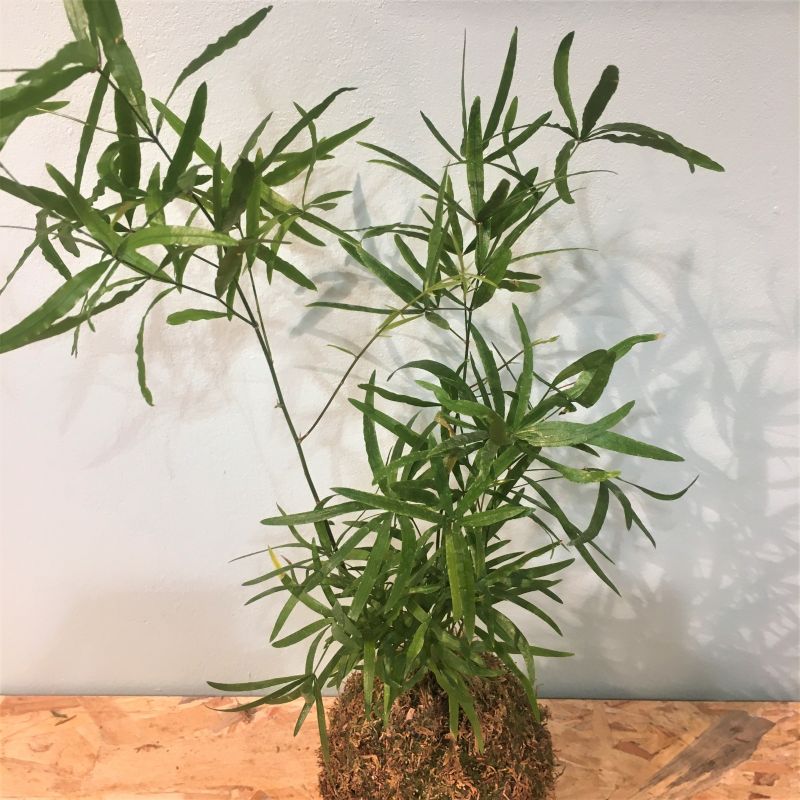 kokedama asparagus falcatus 2
