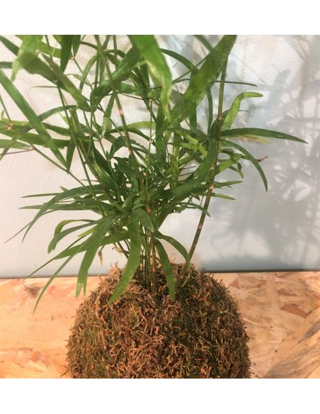 kokedama asparagus falcatus