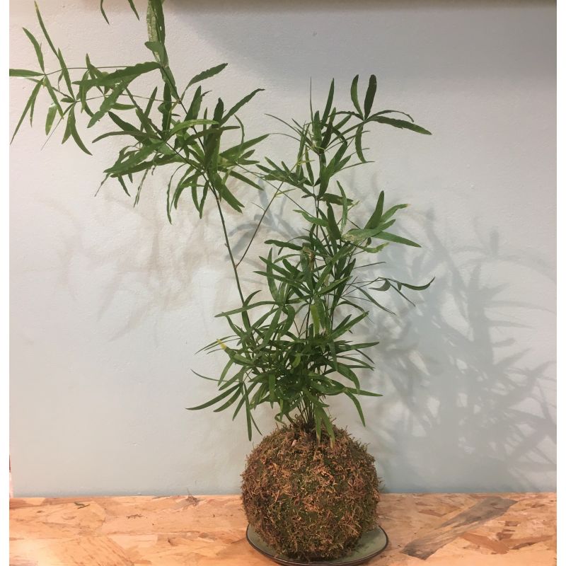 kokedama asparagus falcatus