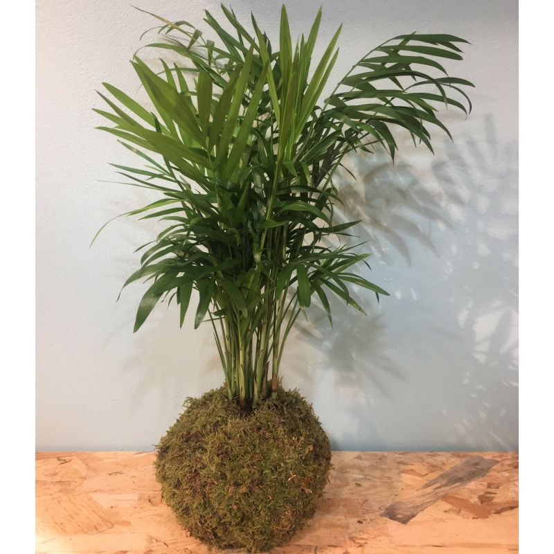 Kokedama chamaedorea kurama