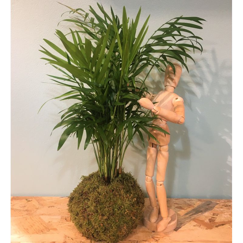 Kokedama chamaedorea kurama 2