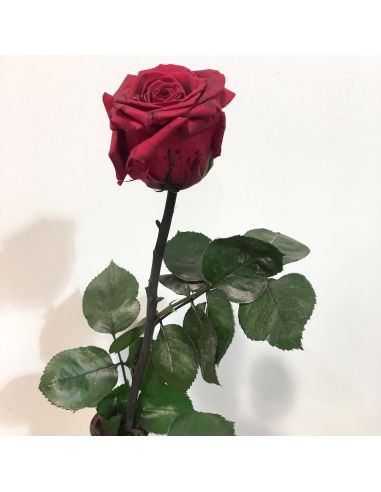 rose éternelle
