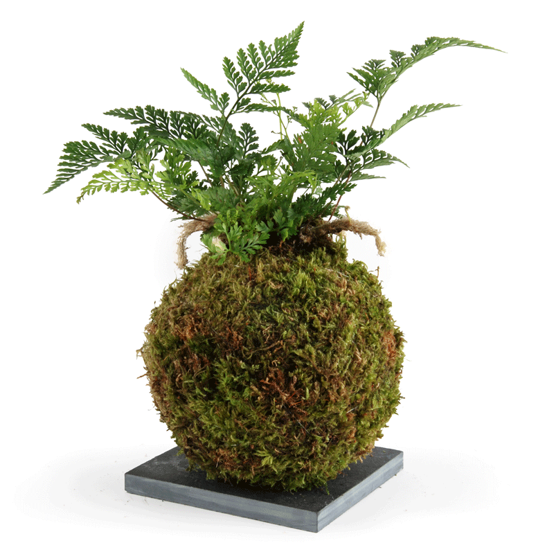 Kokedama davallia Ibuki 2