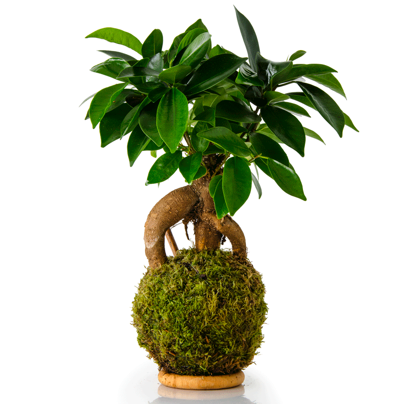 Kokedama Ficus Ibuki