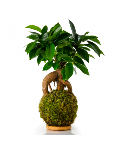 Kokedama Ficus Ibuki