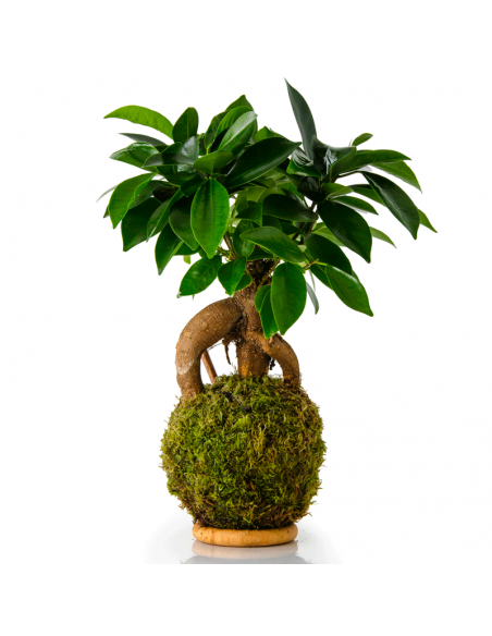 Kokedama Ficus Ibuki