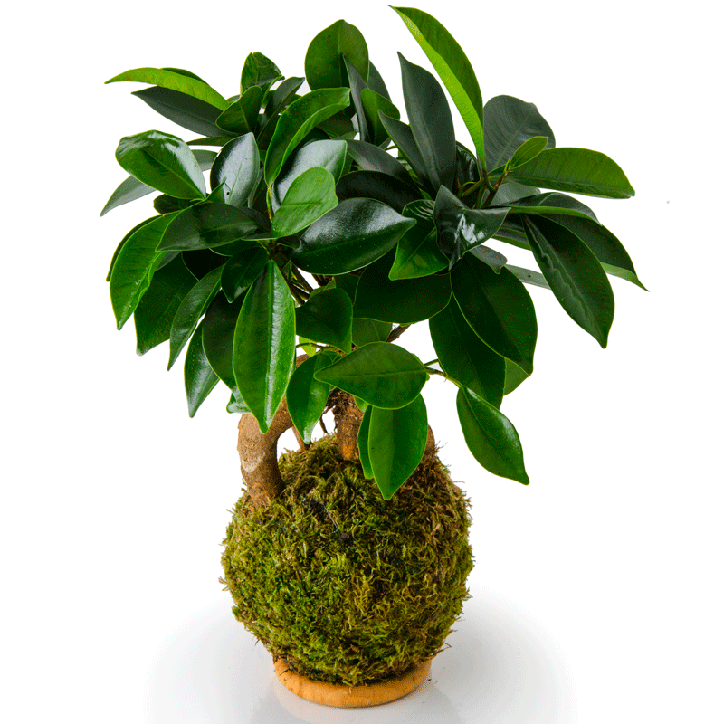 Kokedama Ficus Ibuki 2