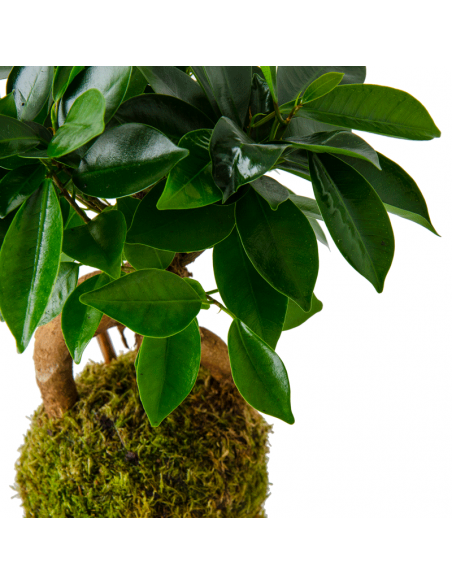 Kokedama Ficus Ibuki