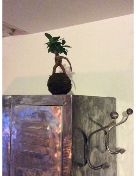 Kokedama Ficus Ibuki