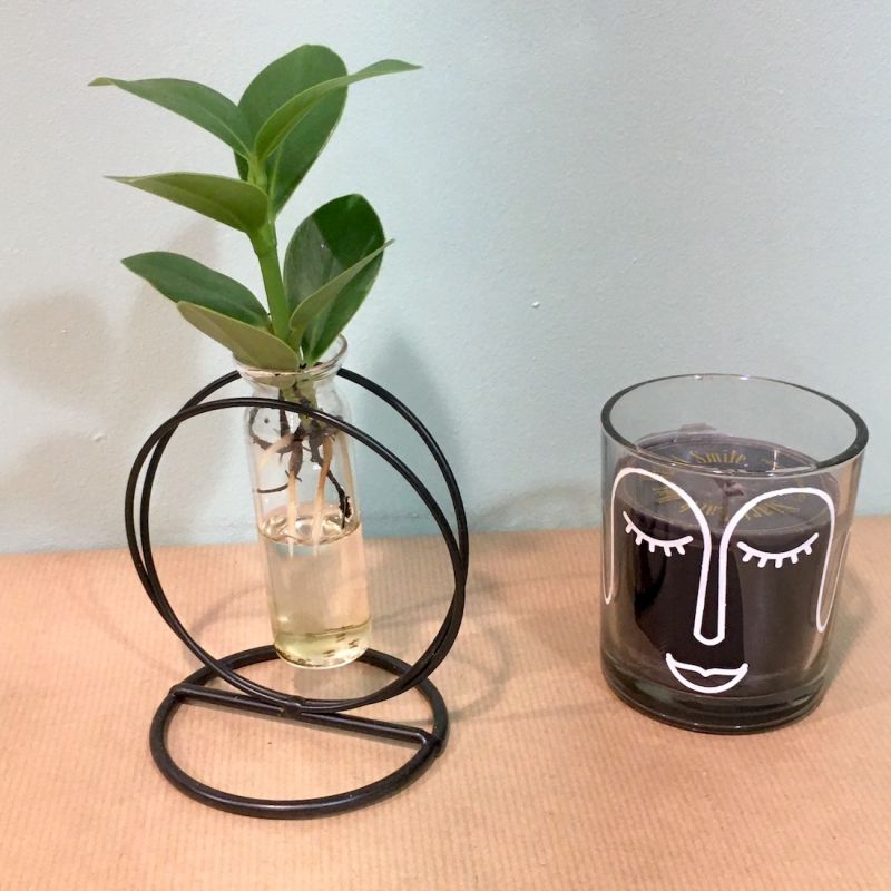 Baby clusia racines dans son éprouvette