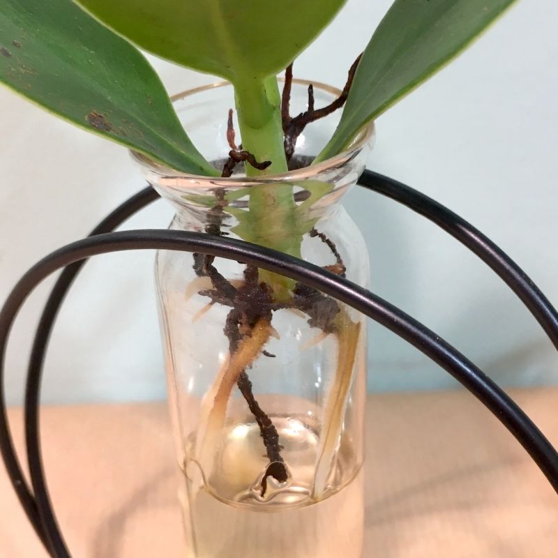 Baby clusia racines dans son éprouvette 2