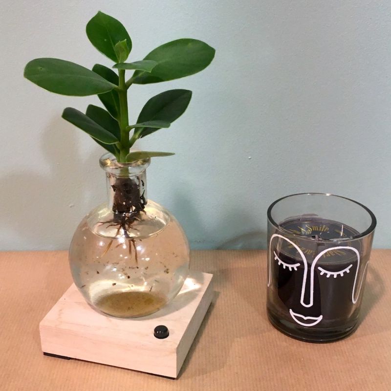 clusia racines boule lumière 2