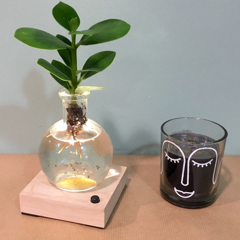 clusia racines boule lumière