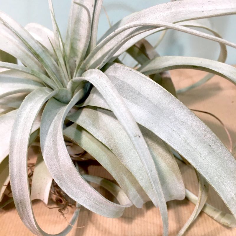 Tillandsia 2