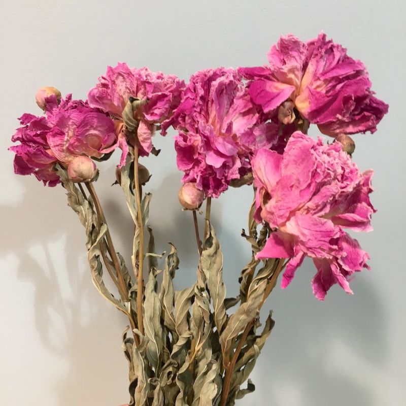 bouquet de pivoines roses