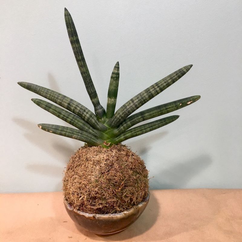 kokedama sanseveria