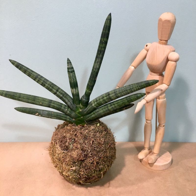 kokedama sanseveria 2