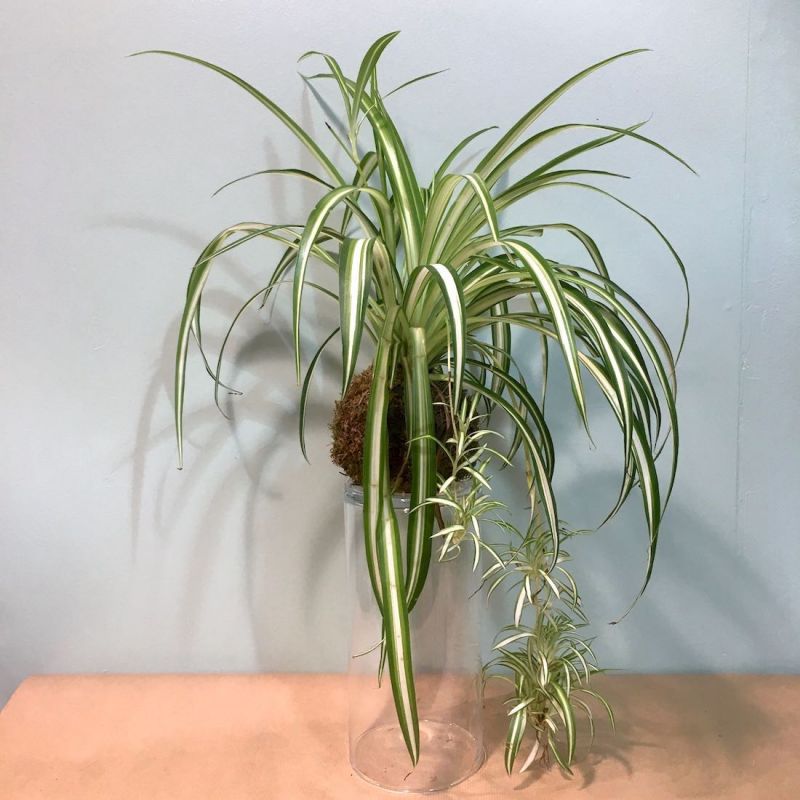 kokedama chlorophytum kurama 2