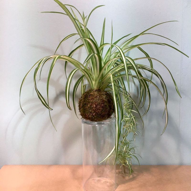 kokedama chlorophytum kurama