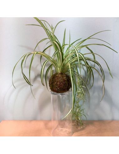 kokedama chlorophytum kurama