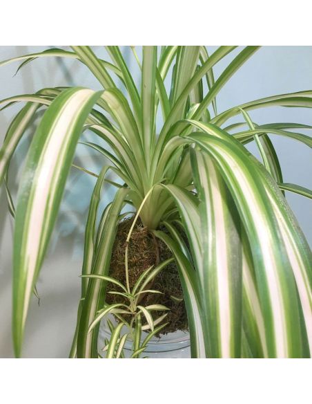 kokedama chlorophytum kurama