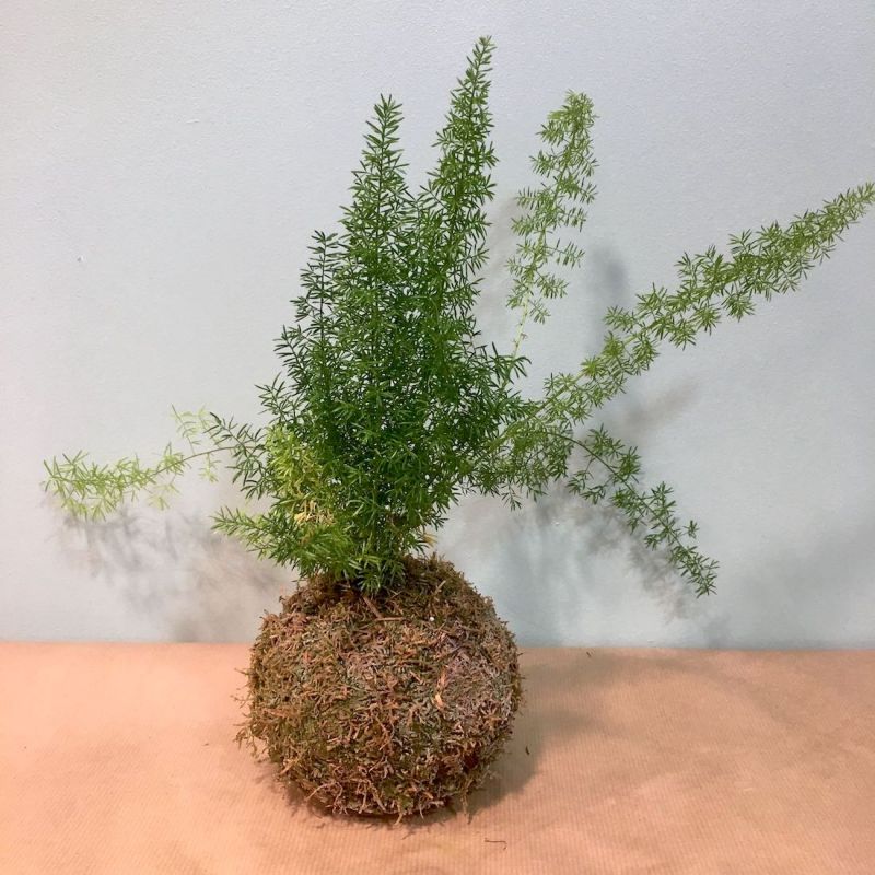 kokedama asparagus densiflorus