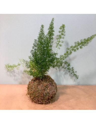 kokedama asparagus densiflorus