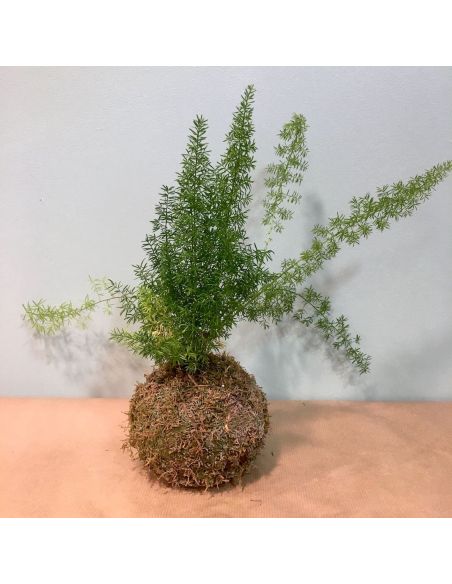 kokedama asparagus densiflorus