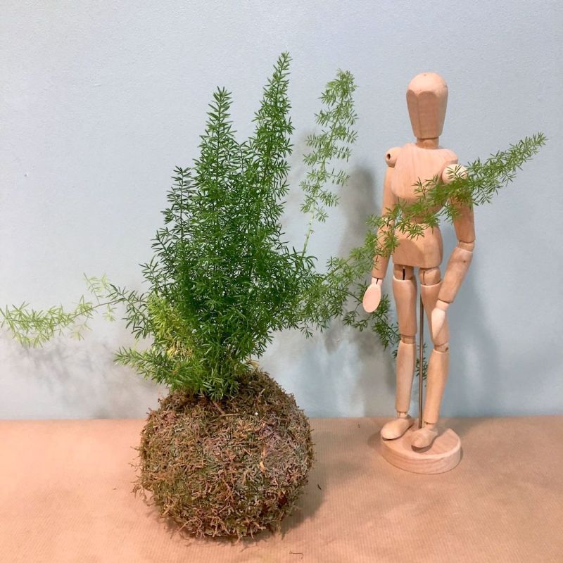 kokedama asparagus densiflorus 2