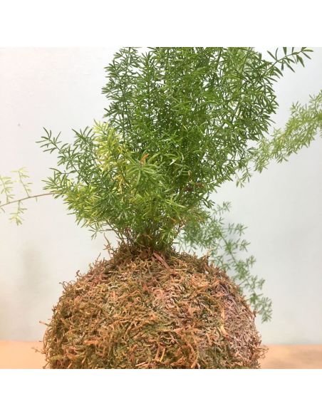 kokedama asparagus densiflorus