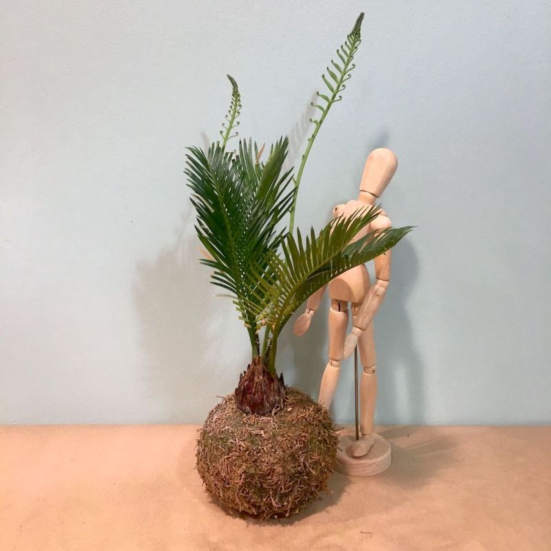 kokedama cycas 2