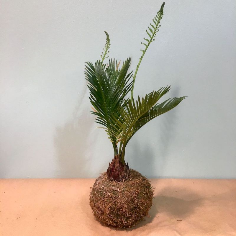 kokedama cycas