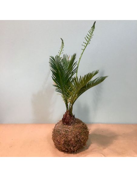 kokedama cycas