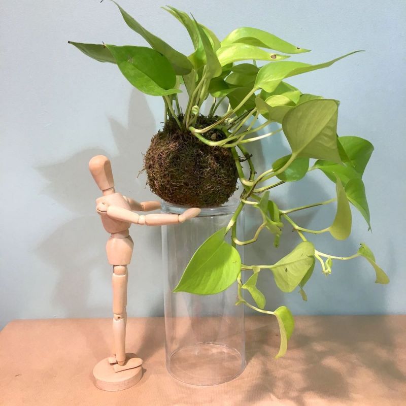 kokedama scindapsus 2