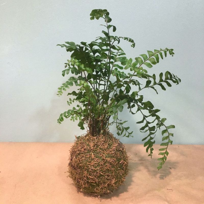 kokedama fougère