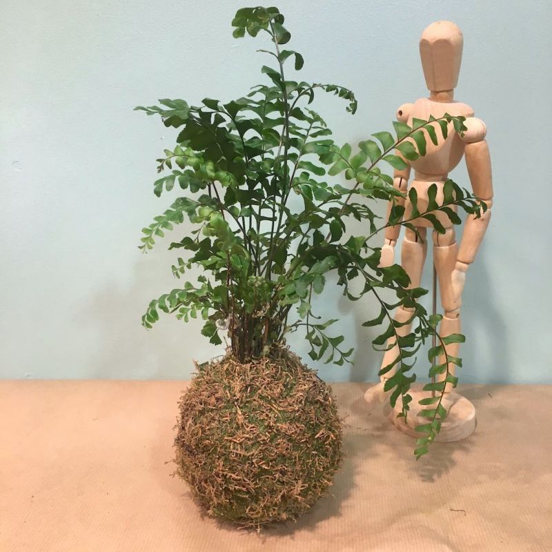 kokedama fougère 2
