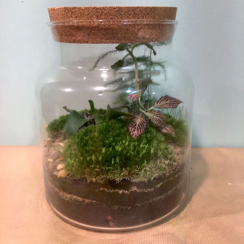 terrarium bouteille 2