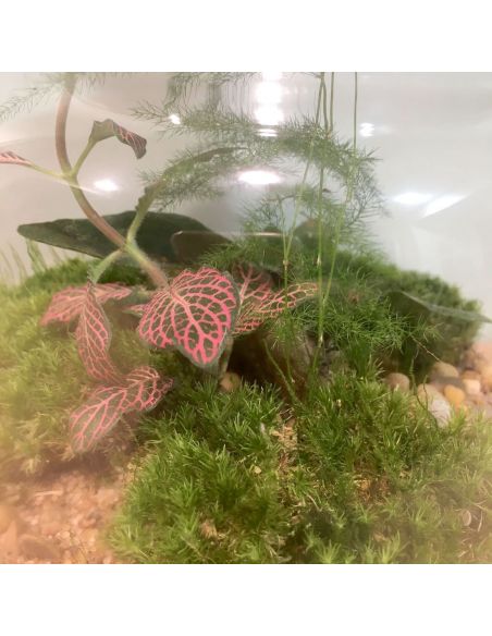 terrarium bouteille