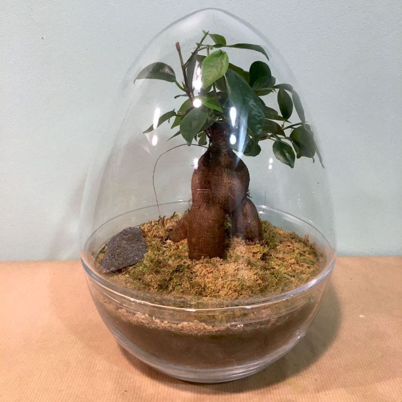 terrarium œuf : ficus 2