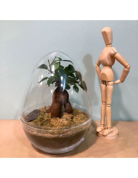 terrarium œuf : ficus