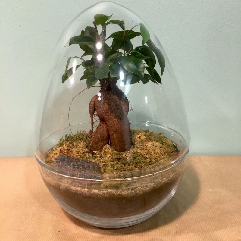 terrarium œuf : ficus